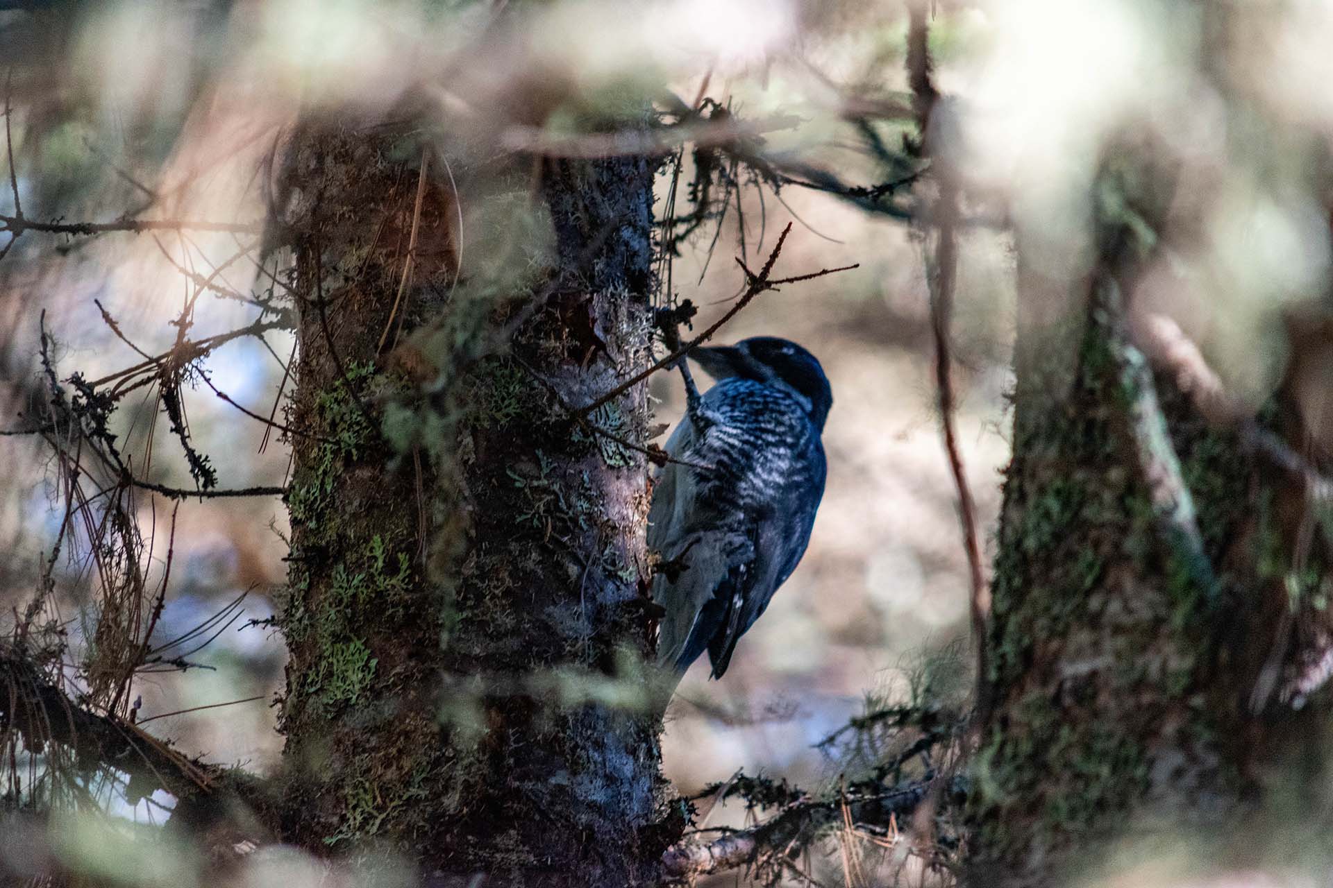 DSC_0949 DSC_0949